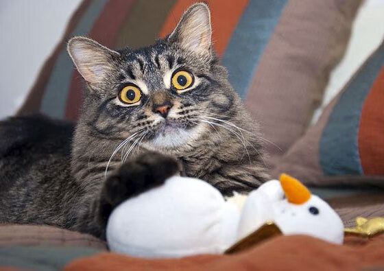 米兰登录入口-中超联赛中国队晋级 球迷热情不断高涨，中超联赛2021参赛球队