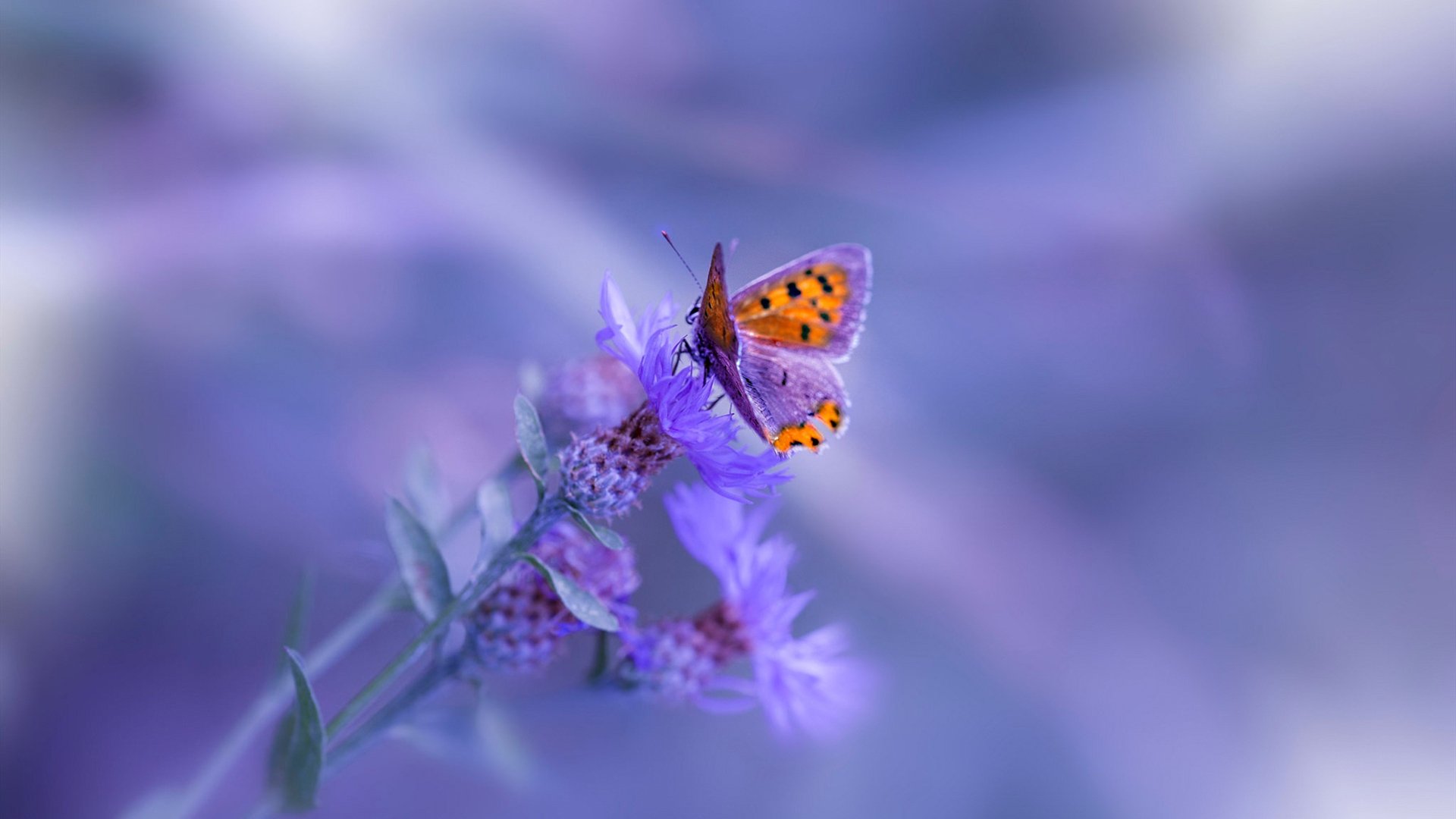 五大联赛是否建立替补席与主力相同战术节奏演练机制,五大联赛之间的嫡系关系