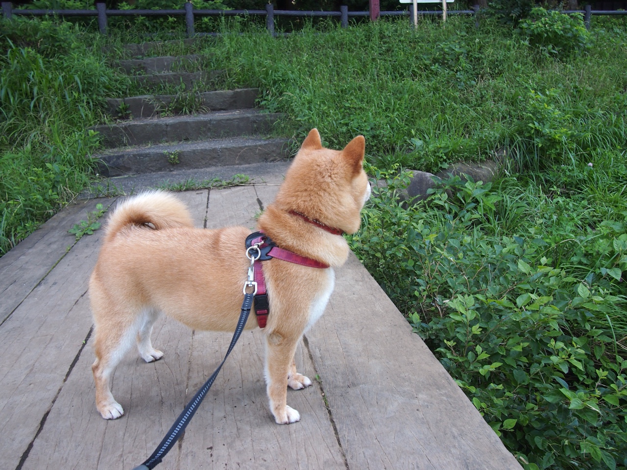 五大联赛球队如何用防反战术对抗外援进攻体系,防守反击最好的球队