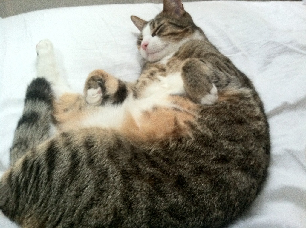 亚洲杯国足爆冷 球迷呼吁改革战术体系,亚洲杯国足比赛预测