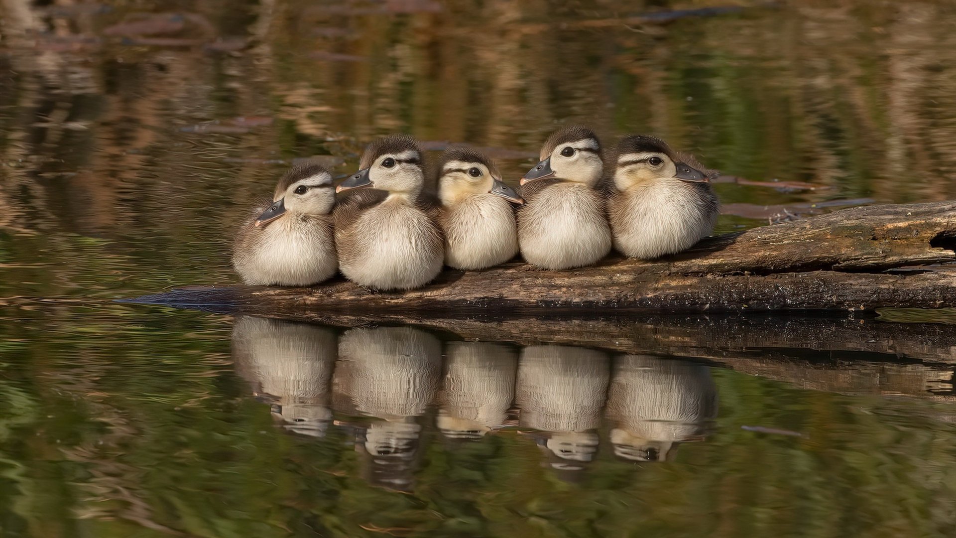 国家队技战术执行缺乏多队内模拟机制,国家队作战姿势
