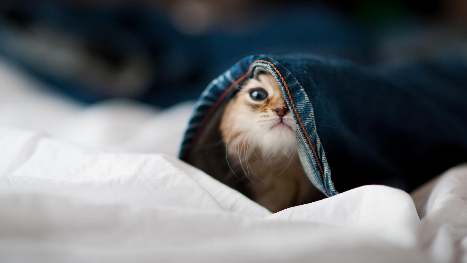 米兰体育官网-对 UAE 和其他中东对手交锋频繁，积累战术磨合经验，中东对话