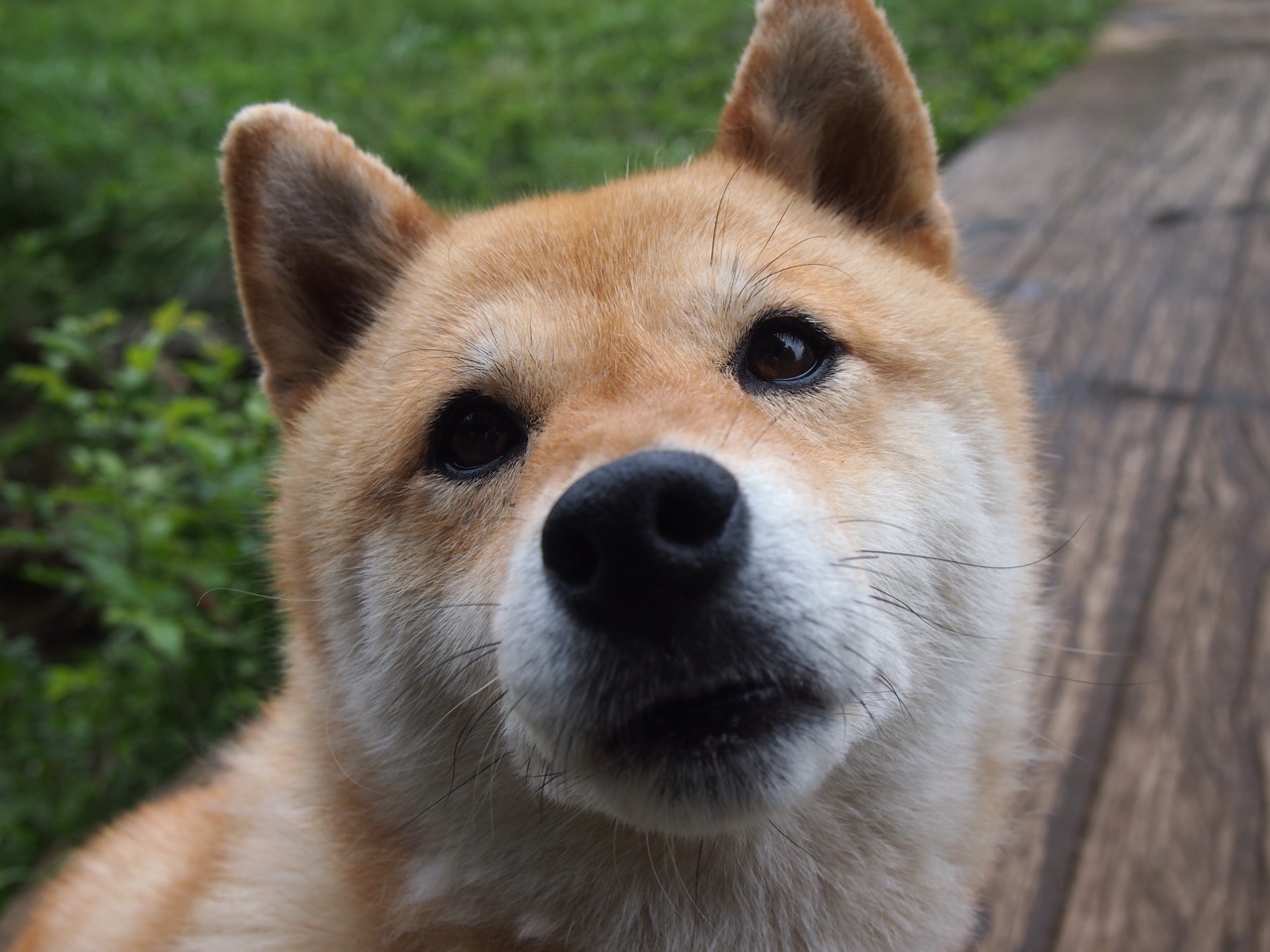 球队临场调整能力是否是五大联赛比赛胜负分水岭