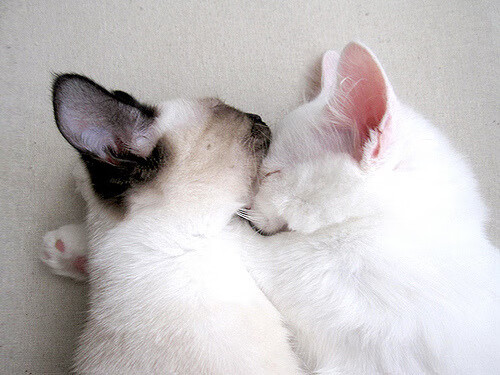 赛场心理素质好,抗压能力强,你心理素质抗压能力表情包