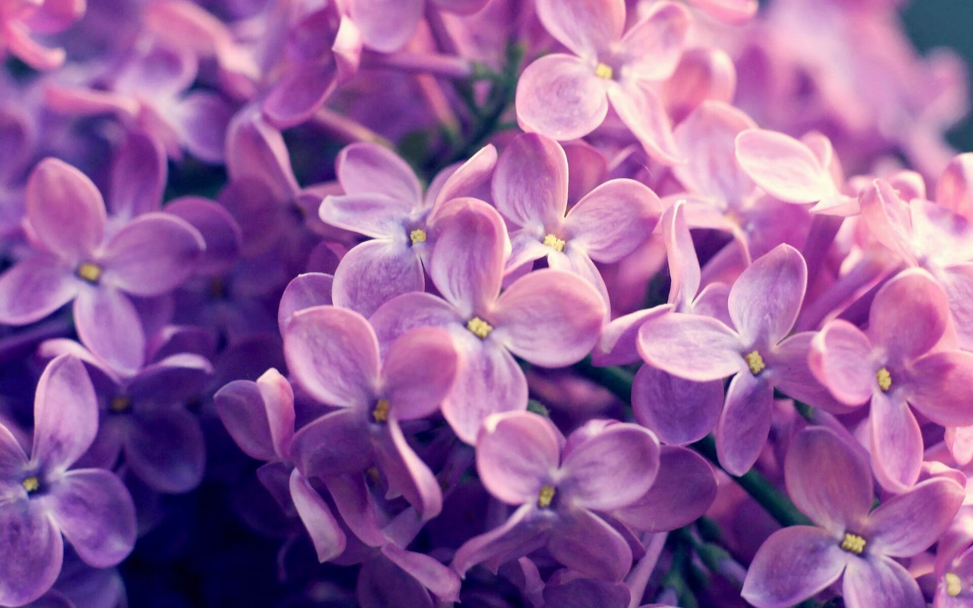 冰球赛场上的速度与激情,冰球运动员速度