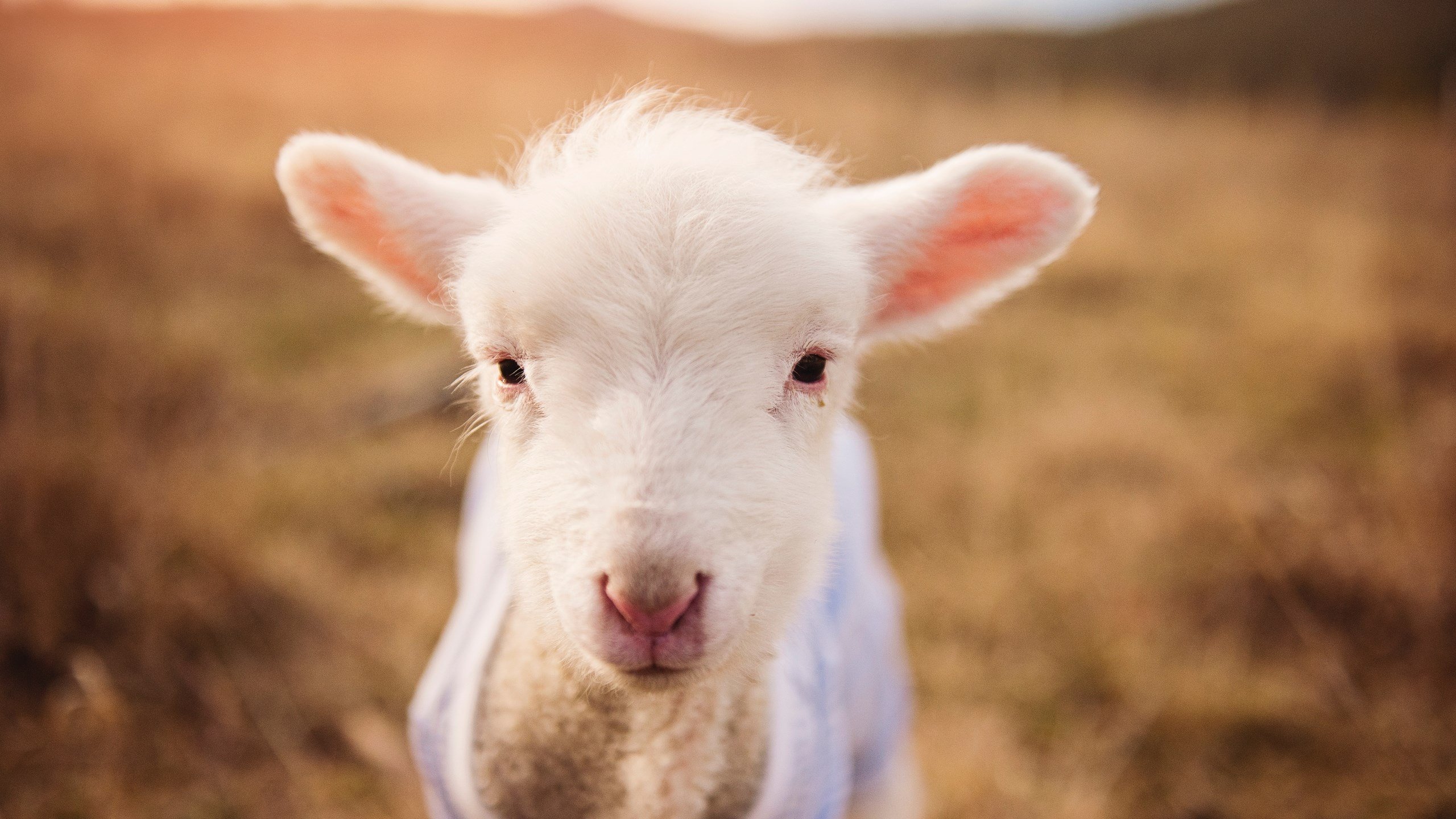 米兰体育官网-国际足联宣布2027年世界杯举办城市名单，未来期待，世界杯举办城市2030