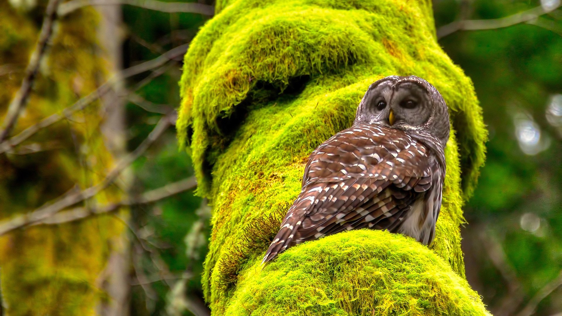 -墨西哥游泳与跳水双线争光，墨西哥跳水崛起