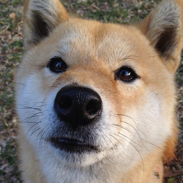 MILANSPORT下载-曼联逆转战胜切尔西，积分榜逼近榜首