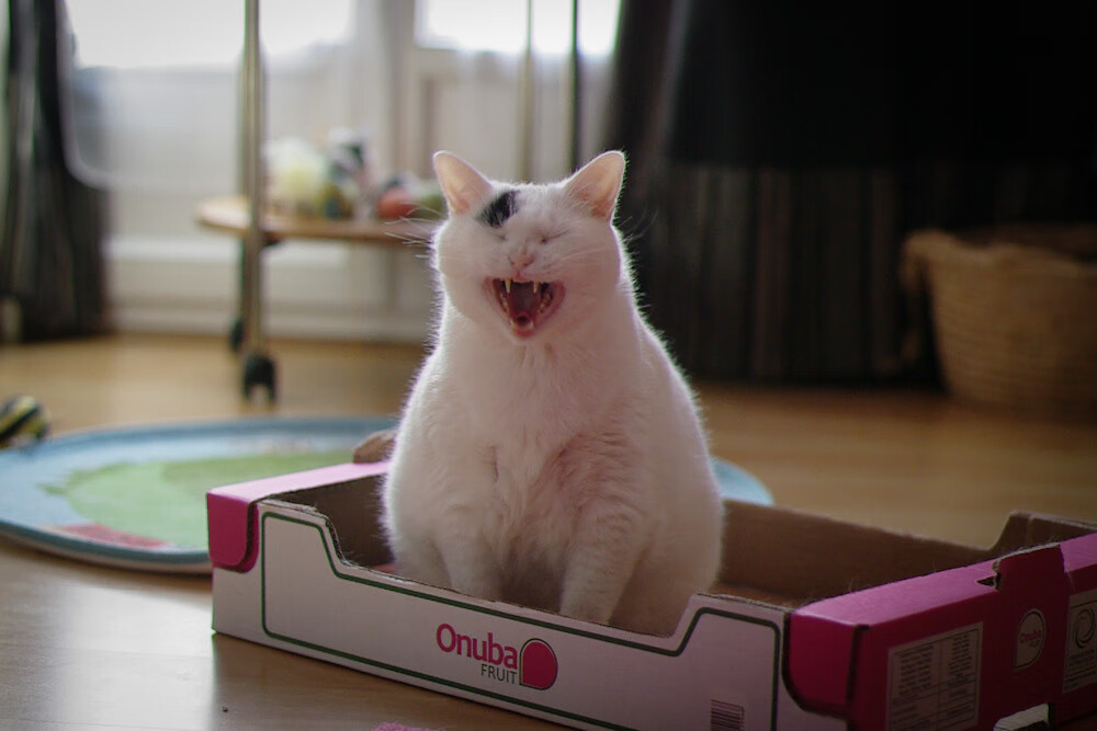 MILANSPORT入口-李冰洁200自决赛稳定输出赢掌声，李冰洁决赛视频