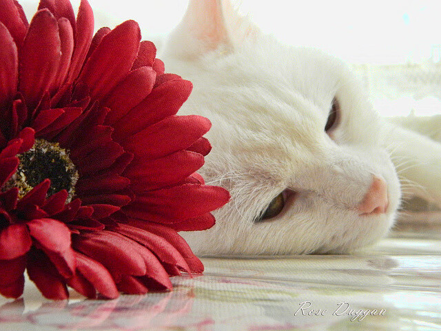 米兰体育官网-湖人客场连胜后全队状态明显上升，湖人几连胜