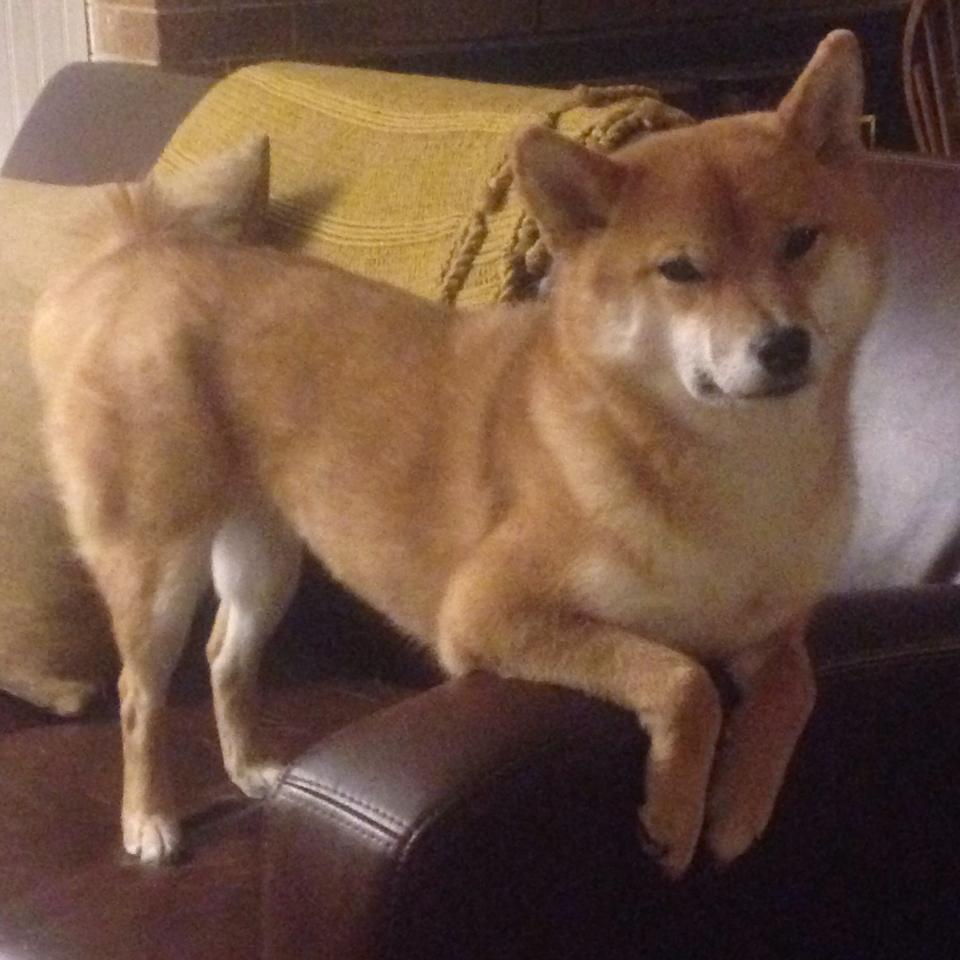 MILANSPORT下载-球队内部培训计划启动强化年轻球员基础素质培养，球队的训练计划包括哪些