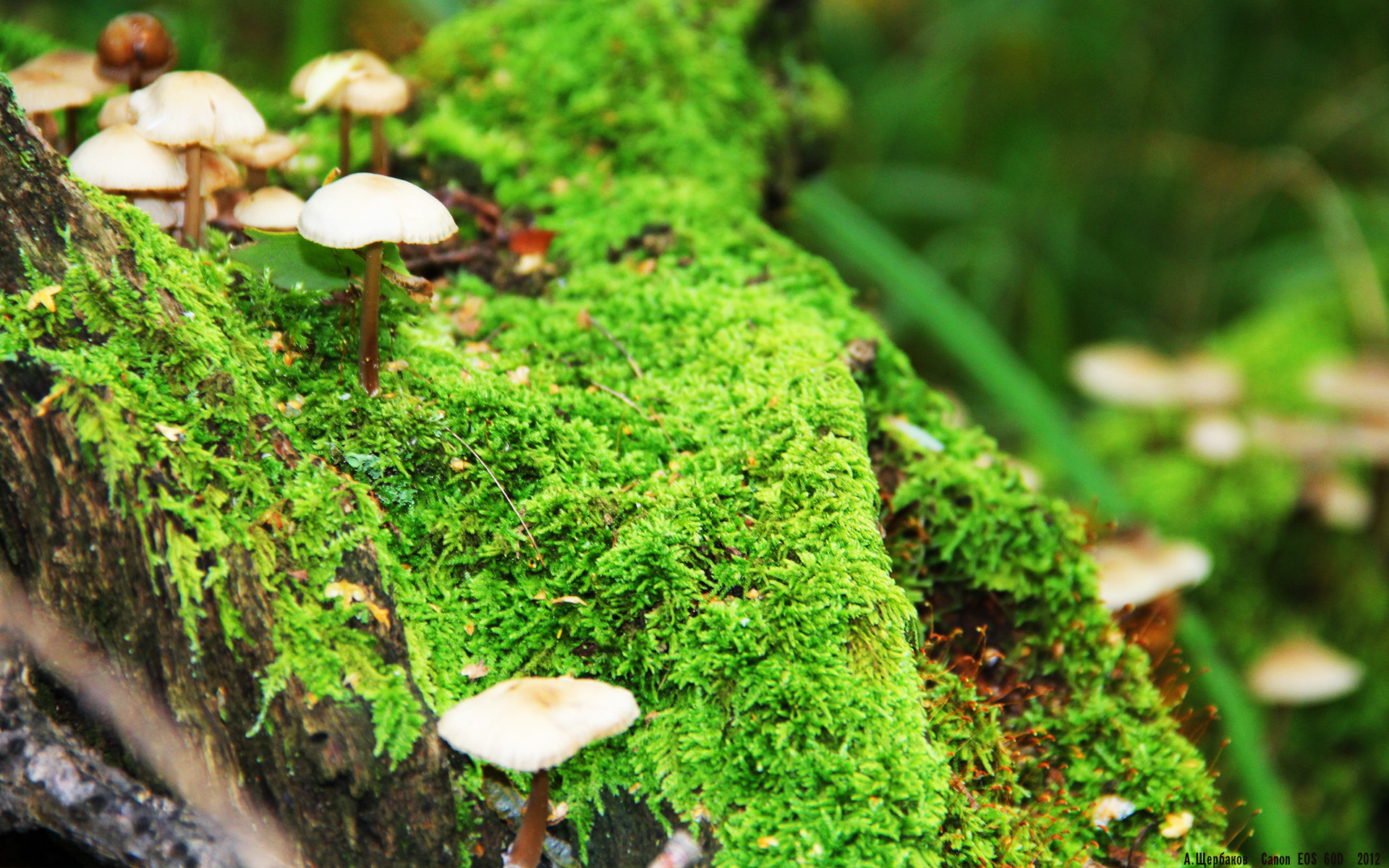 自由泳长距离瑞士耐力出众,自由泳2021