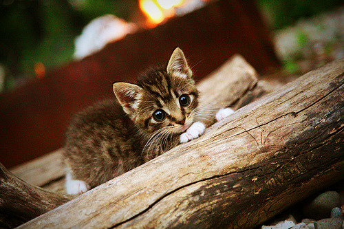 -足球进校园项目覆盖率持续提升，足球进校园活动的目的和意义